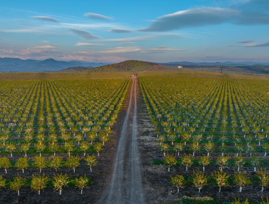 Mkisa almond field in Georgia: Courtesy, Mkisa Mkisa, the Georgian company championing almond farming: “our foremost concern is quality”