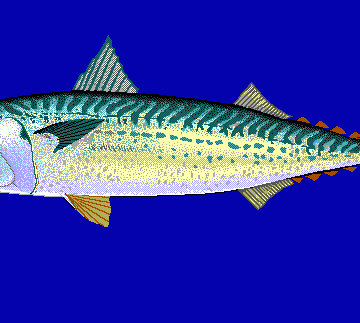 Japan mackerel