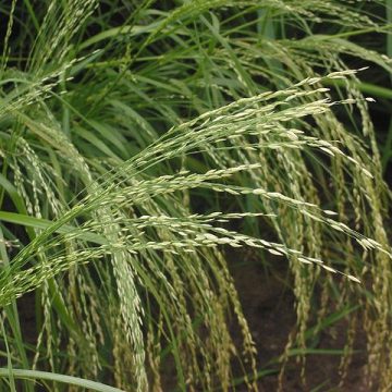 Teff grain