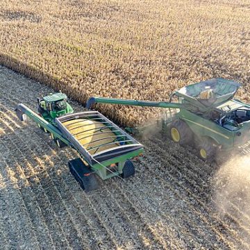 Corn harvest with combine harvester