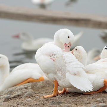 US duck