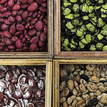 PABRA brings legume wealth to Africa with hundreds of bean varieties 