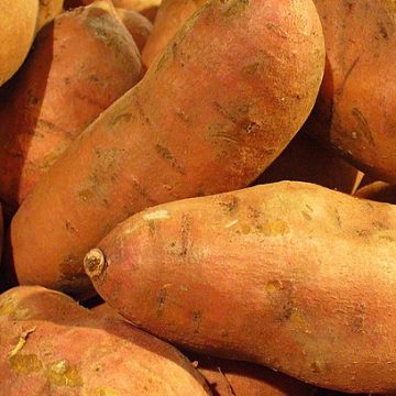 Sweet Potatoes of North Carolina homing in
