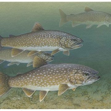 Lake trout