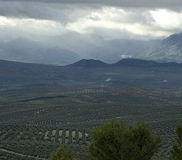 Olive fields