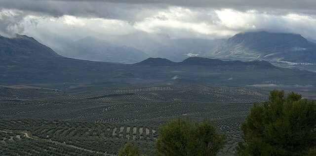 Olive fields