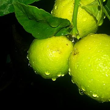 Fruits of Israel