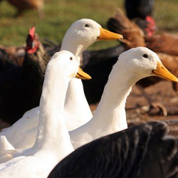 Poultry
