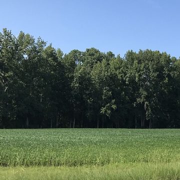 US soy is one of key Chinese agricultural imports