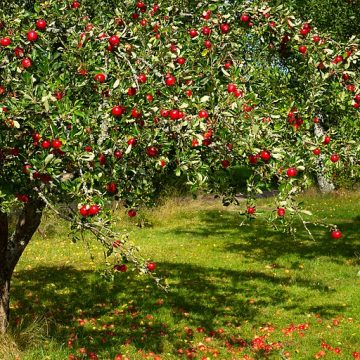 red apples on tree