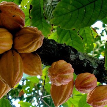 Cocoa tree
