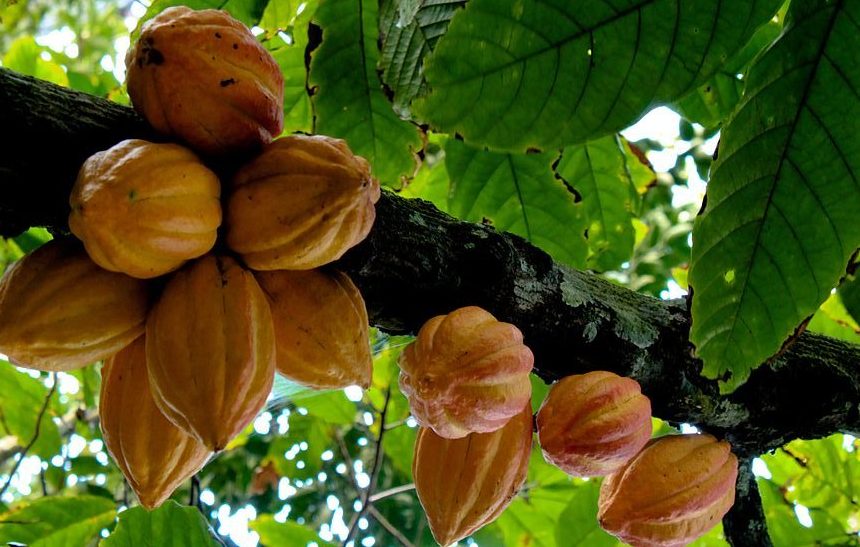 Cocoa tree: Credit, Wikimedia Commons Cocoa tree