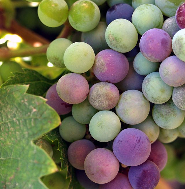 Baja California wine grapes: Credit, Wikimedia Commons Baja California wine grapes
