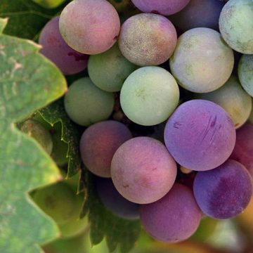 Baja California wine grapes
