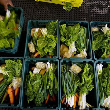 AUSAID South Africa vegetables
