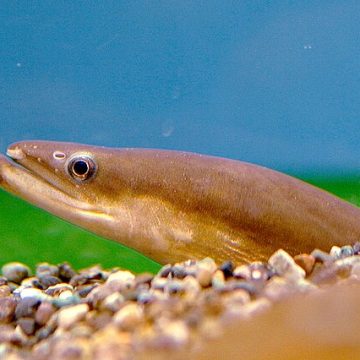 Japanese eel