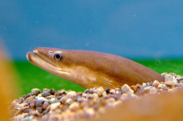 Japanese eel