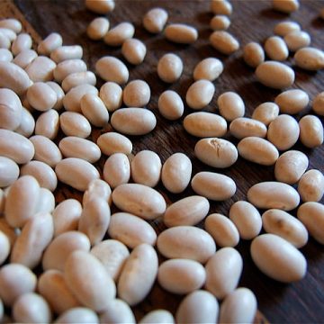Haricot beans