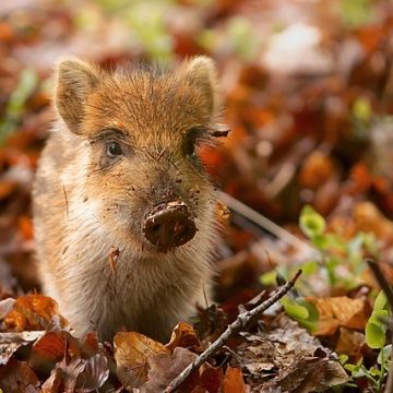 Wild piglet