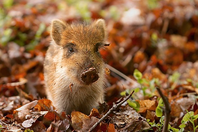 Wild piglet