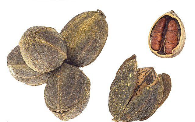 Pecans: Credit, Wikimedia Commons US pecans