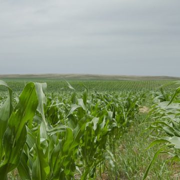 USDA crops