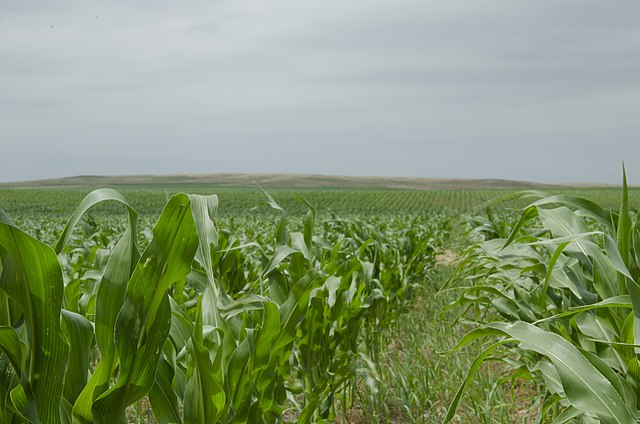 USDA crops