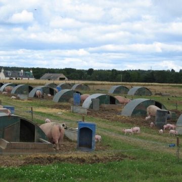 U.S. extends Trump era’s high speed pork  production for 90 days