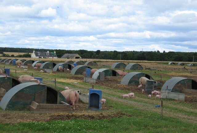 U.S. extends Trump era’s high speed pork  production for 90 days