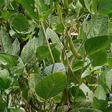 Soybean farm in Mississippi