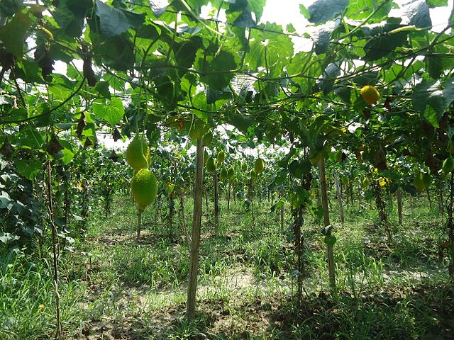Sustainable agriculture