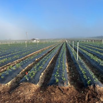 FD Berries USA: “A successful harvest”could yield strawberries of “about 24000lb per acre” 