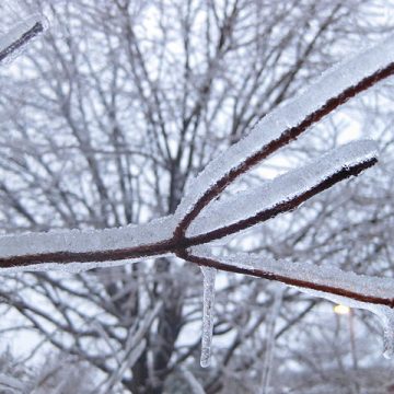 Freezing rain on a branch in Canada