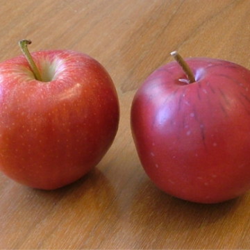 gala apple on the left