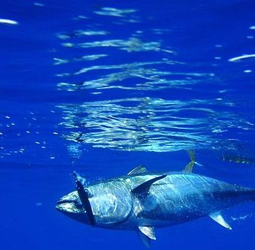A school of bluefin tuna