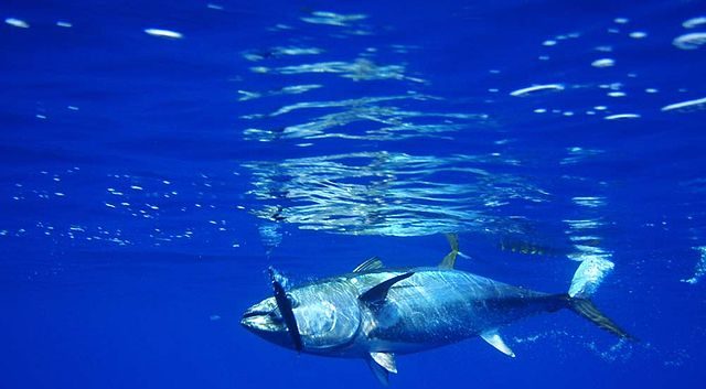 A school of bluefin tuna