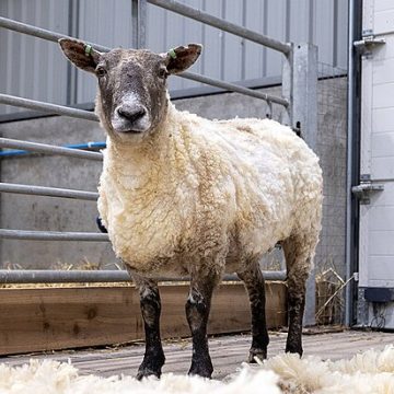 Fiona, "world's loneliest sheep"