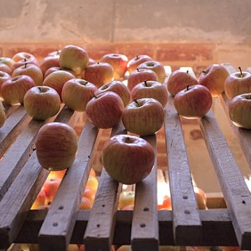 Apples in a celar in France