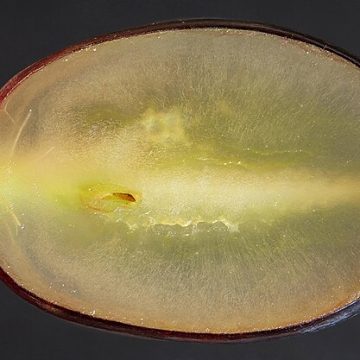 Black seedless grape from South Africa: