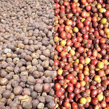 Robusta coffee beans