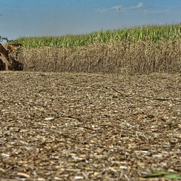 Brazil sugarcane