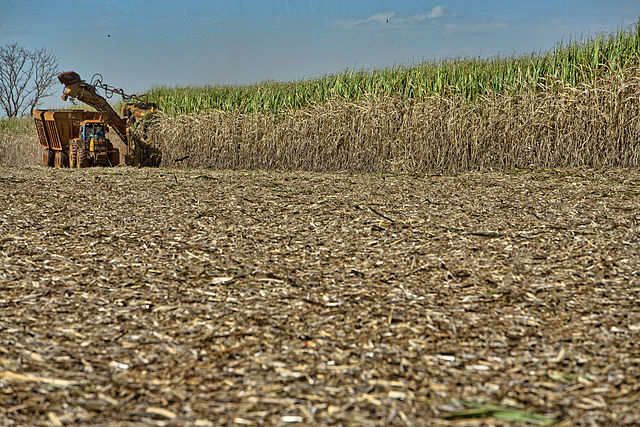 Brazil sugarcane harvest: Credit, Wikimedia Commons Brazil sugarcane