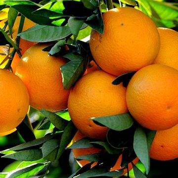 Oranges in blossom in Asia