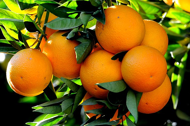 Oranges in blossom in Asia