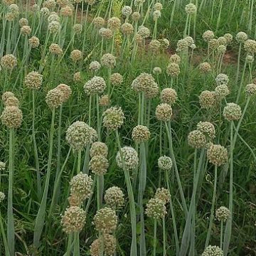 agriculture in Nigeria
