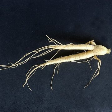 ginseng root