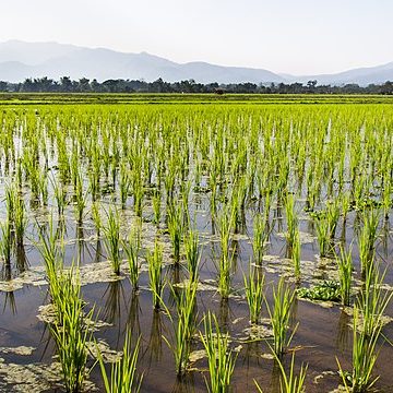 Off-season rice paddies in northern Thailand