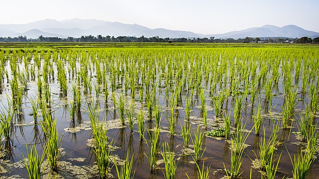 Off-season rice paddies in northern Thailand