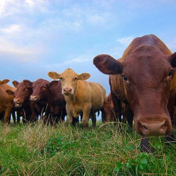 Grass-fed beef cattle on a US farm