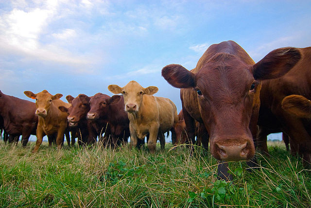 Grass-fed beef cattle on a US farm